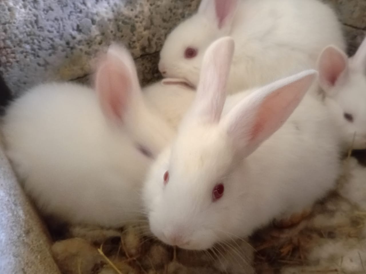 Rabbits at Love of Christ Farming